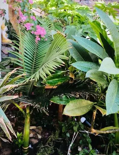 بيت للعطل Shanti Garden House دهب